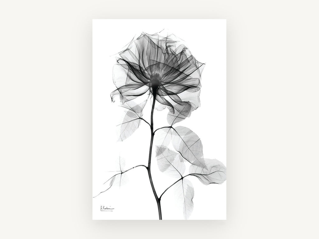 Translucent Rose Study, floral canvas wall art print, front view