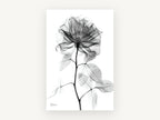 Translucent Rose Study, floral canvas wall art print, front view