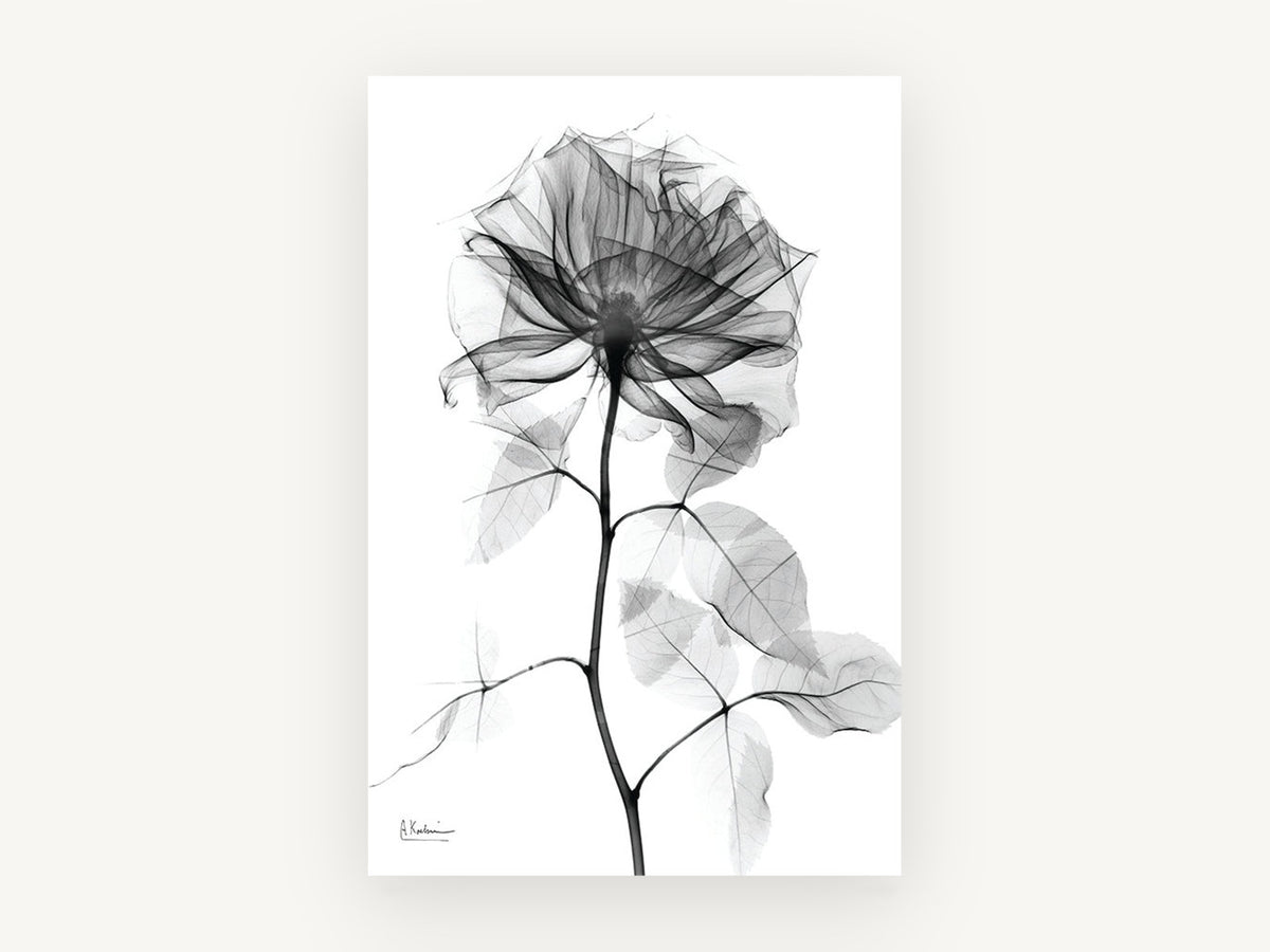 Translucent Rose Study, floral canvas wall art print, front view