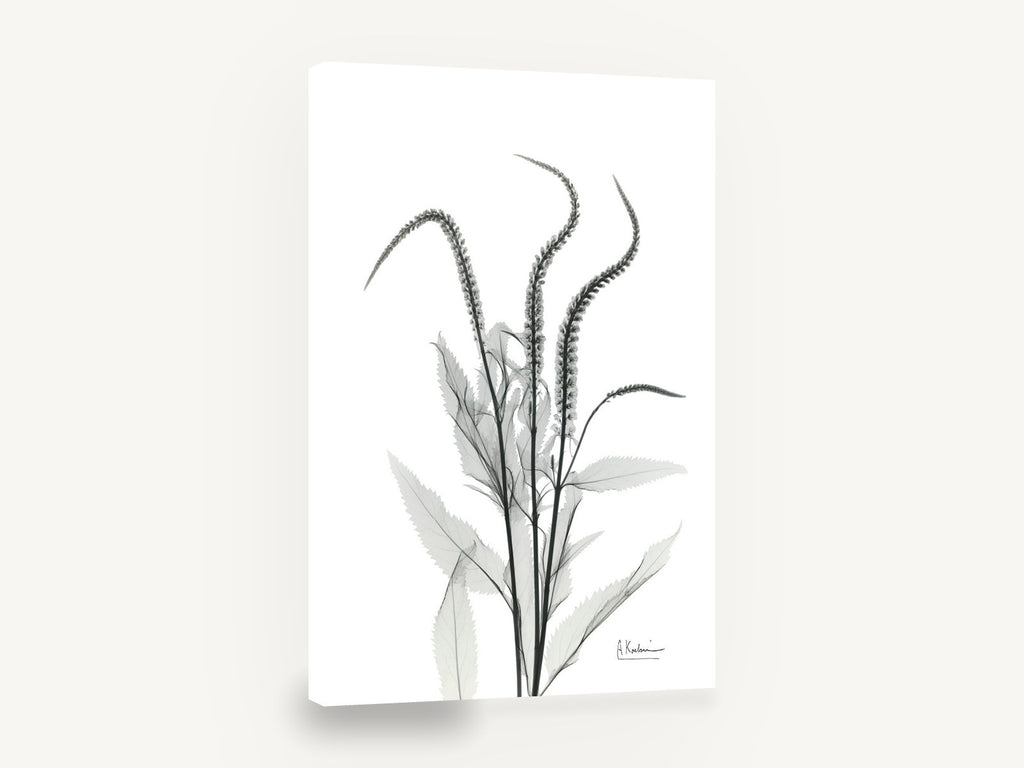 Arching Spires, black and white x-ray flower spikes, floral canvas wall art print ready to hang