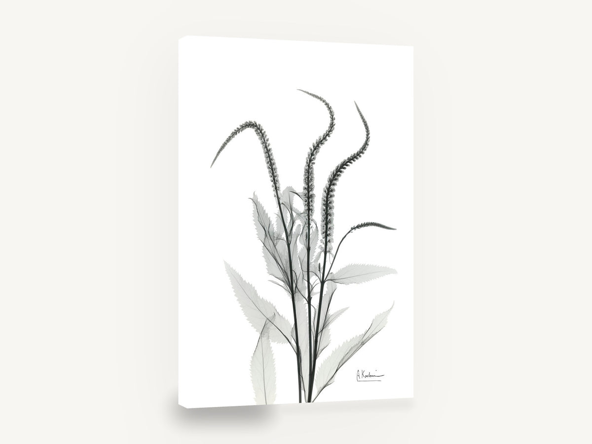 Arching Spires, black and white x-ray flower spikes, floral canvas wall art print ready to hang