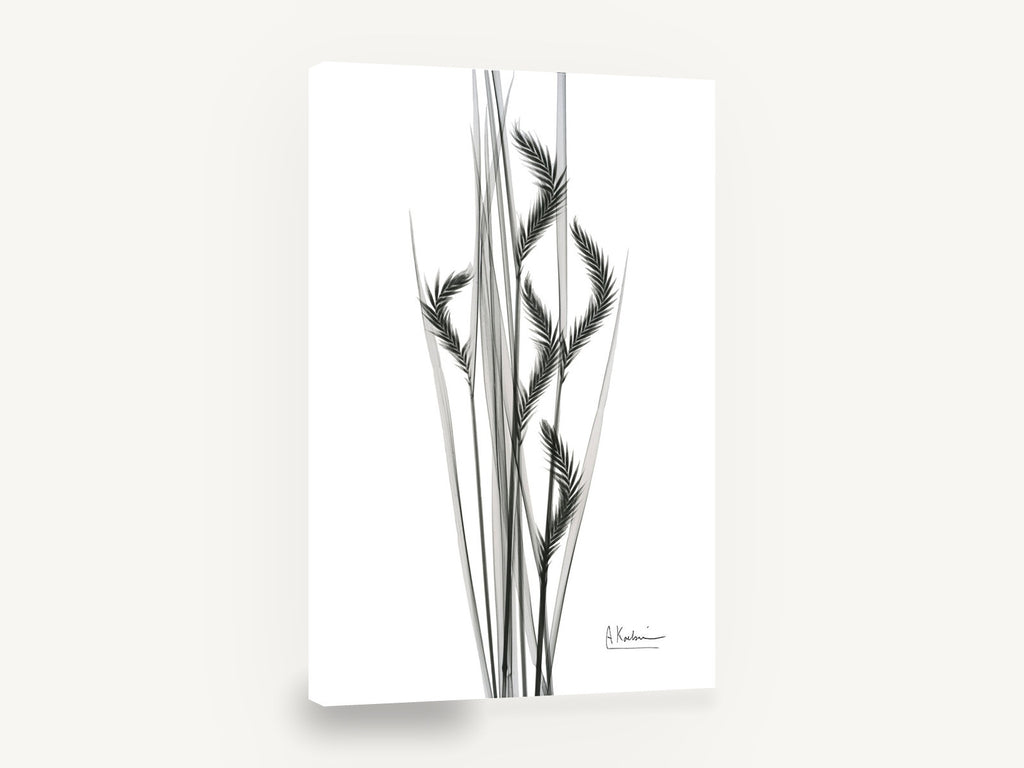 Grey Oat Grass Study, oat grass x-ray black and white, floral canvas wall art print ready to hang