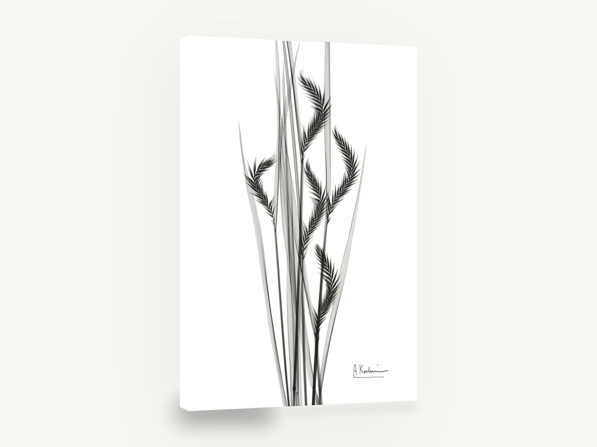 Grey Oat Grass Study, oat grass x-ray black and white, floral canvas wall art print ready to hang