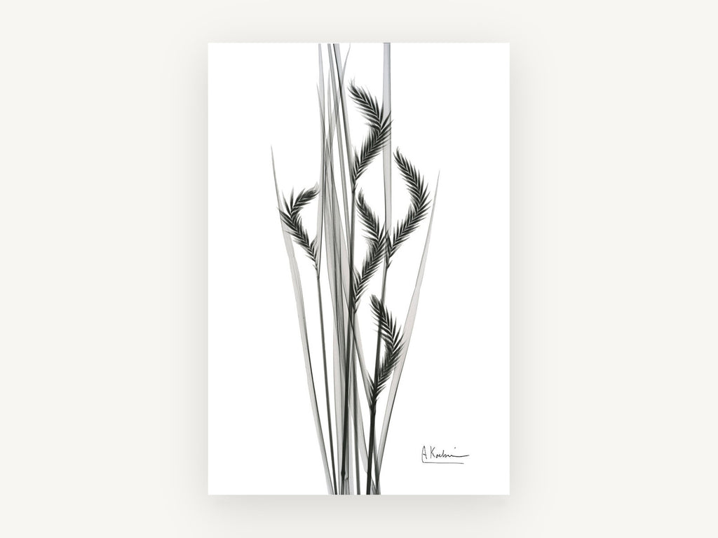Grey Oat Grass Study, floral canvas wall art print, front view