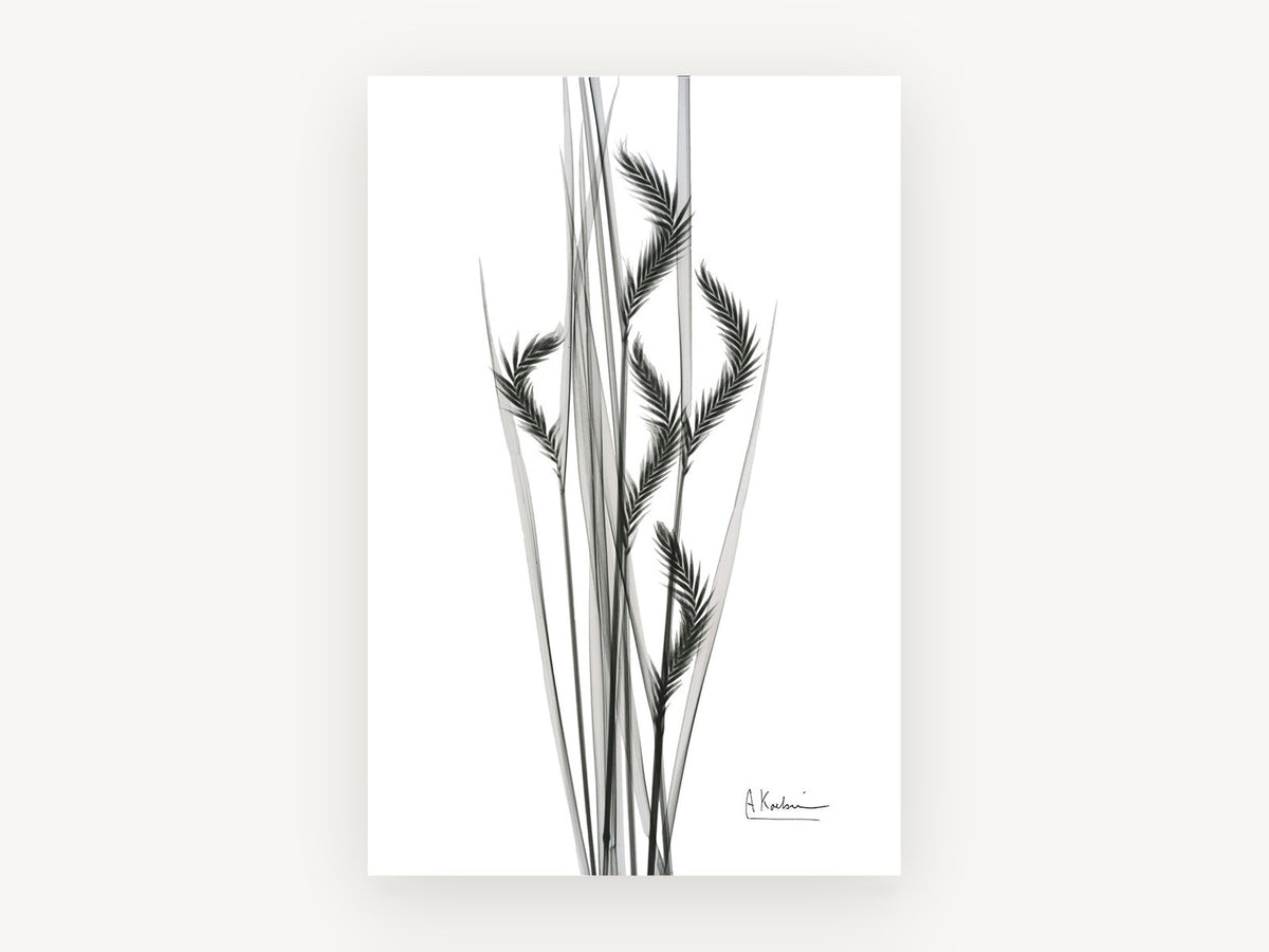 Grey Oat Grass Study, floral canvas wall art print, front view