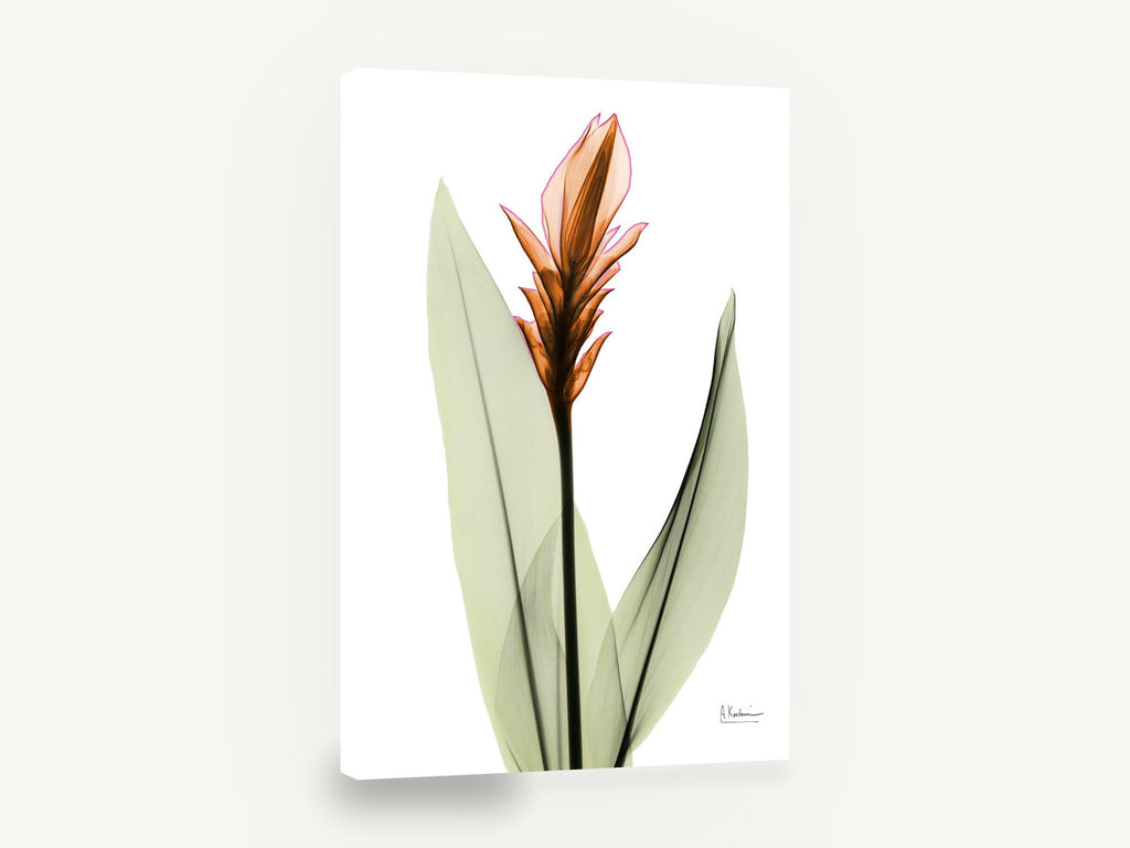 Copper Ginger Bloom, orange ginger flower x-ray botanical, floral canvas wall art print ready to hang