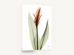 Copper Ginger Bloom, orange ginger flower x-ray botanical, floral canvas wall art print ready to hang