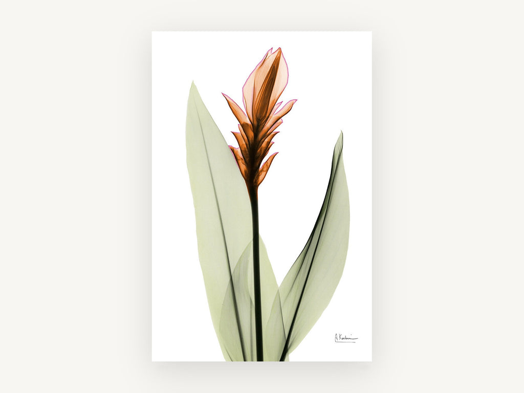 Copper Ginger Bloom, floral canvas wall art print, front view