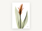 Copper Ginger Bloom, floral canvas wall art print, front view