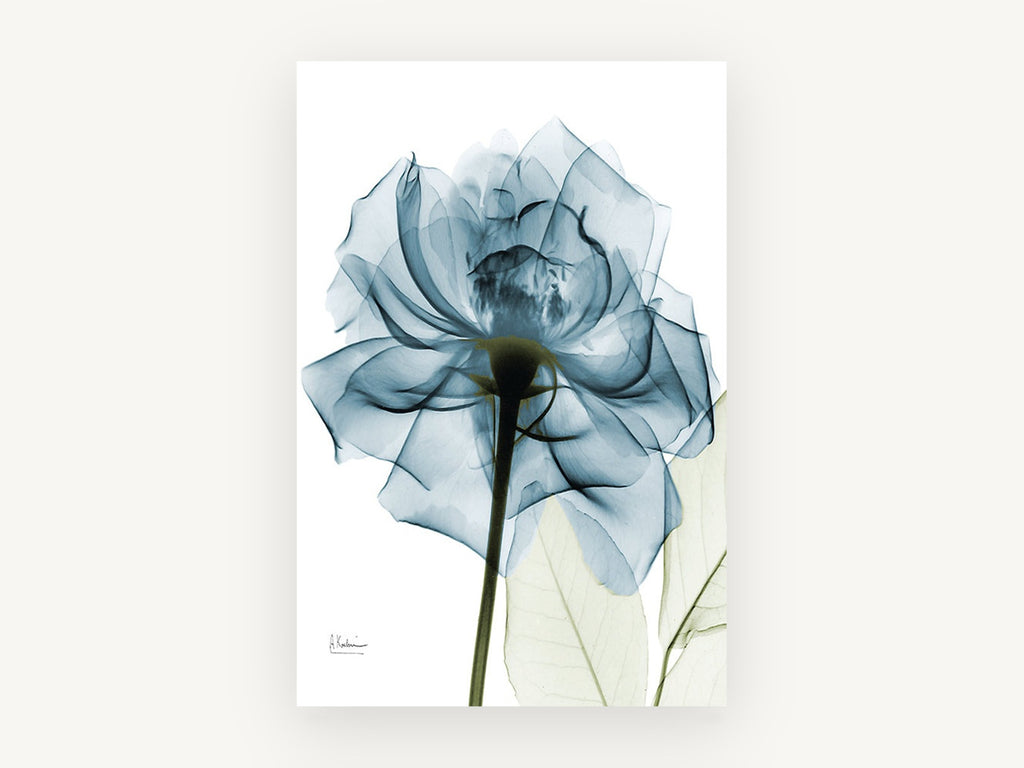 Teal Veil Rose, floral canvas wall art print, front view
