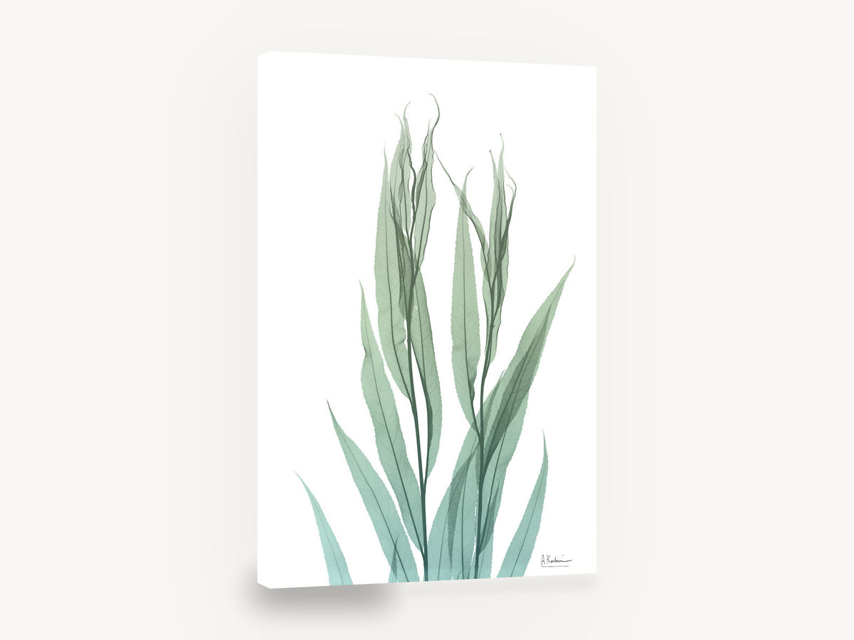 Translucent Willow Stems, green leaf stems x-ray botanical, floral canvas wall art print ready to hang
