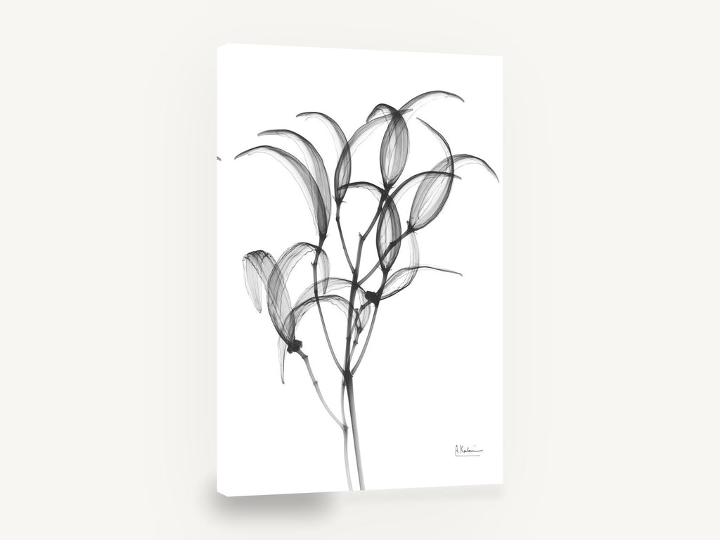 Translucent Oleander Stems, oleander branch x-ray black and white, floral canvas wall art print ready to hang