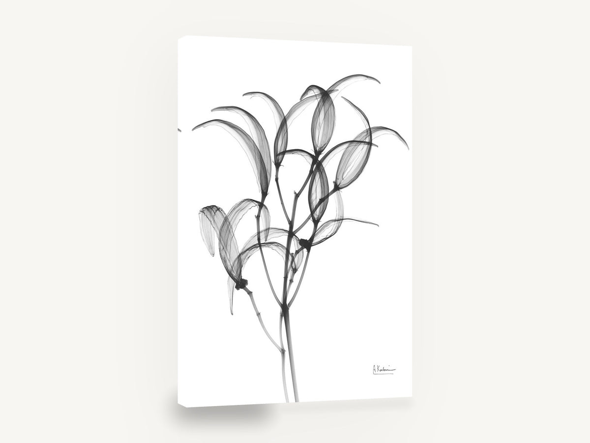 Translucent Oleander Stems, oleander branch x-ray black and white, floral canvas wall art print ready to hang