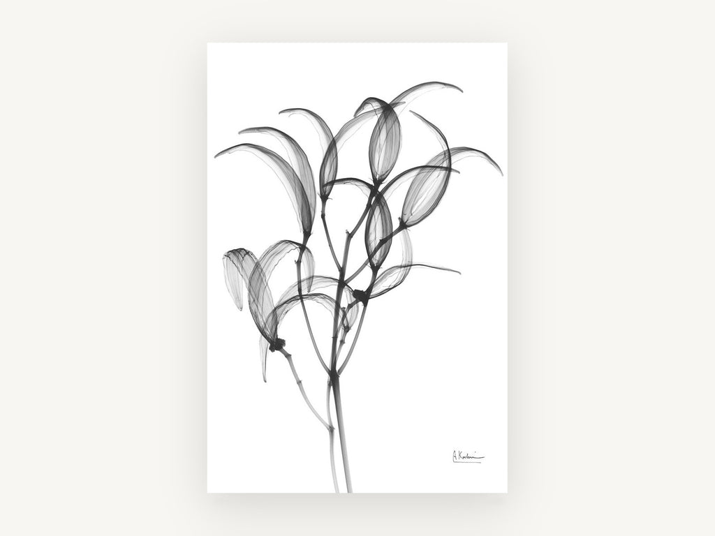 Translucent Oleander Stems, floral canvas wall art print, front view
