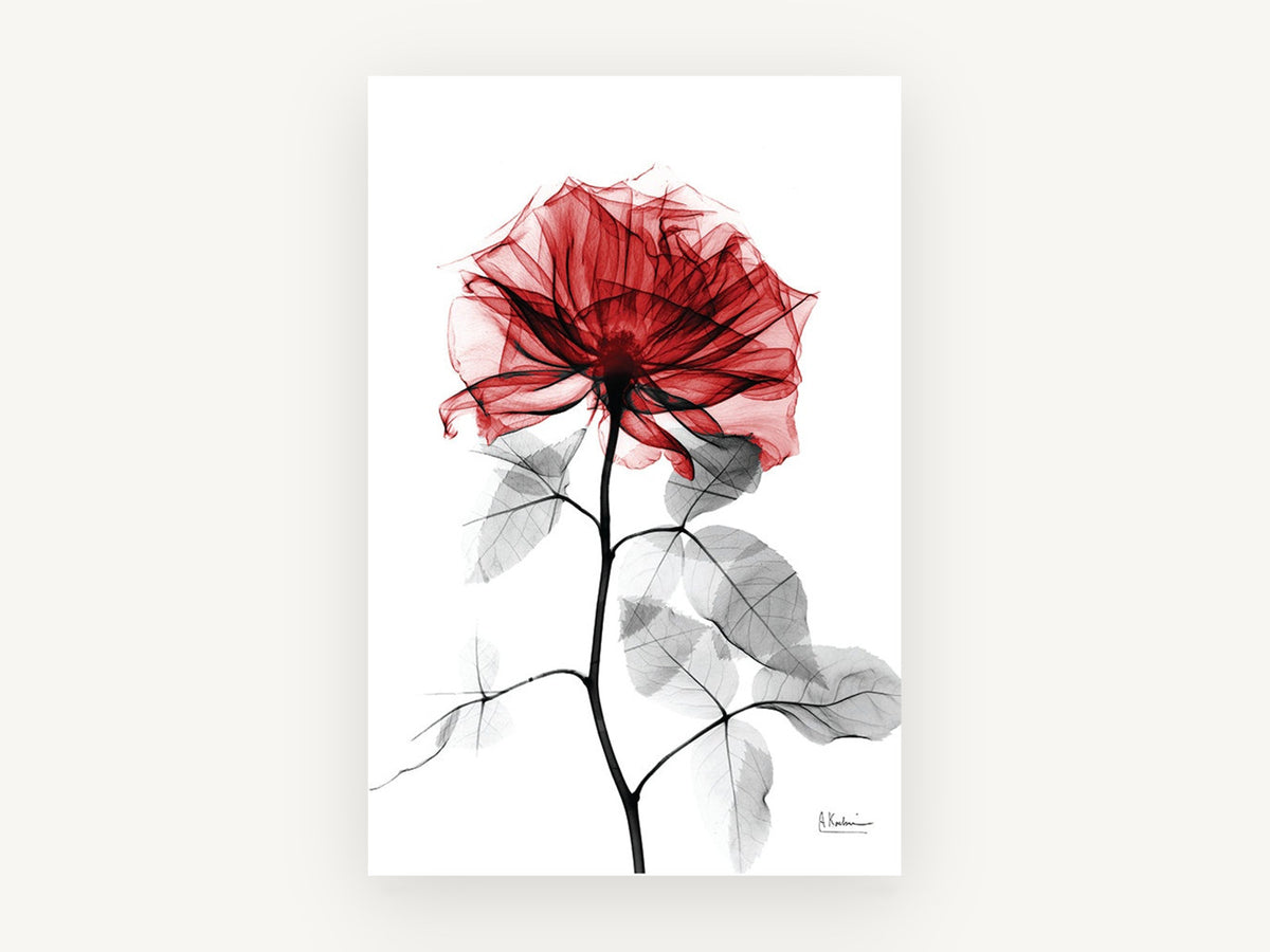 Crimson Rose Glass, floral canvas wall art print, front view
