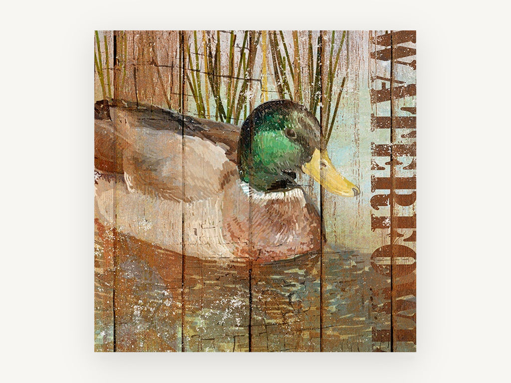 Mallard on Weathered Boards, mallard duck rustic wood, animal canvas wall art print, front view