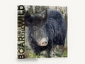 Boar in the Wild, vintage wild boar hunting licence, stretched canvas wall art print ready to hang