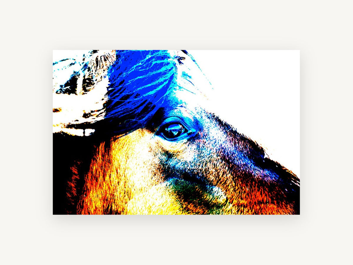 Electric Horse Profile, colourful horse face digital photograph, animal canvas wall art print, front view