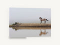 Horse in the Fog, roan horse misty waterhole photograph, landscape canvas wall art print ready to hang