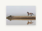 Horse in the Fog, roan horse misty waterhole photograph, landscape canvas wall art print, front view
