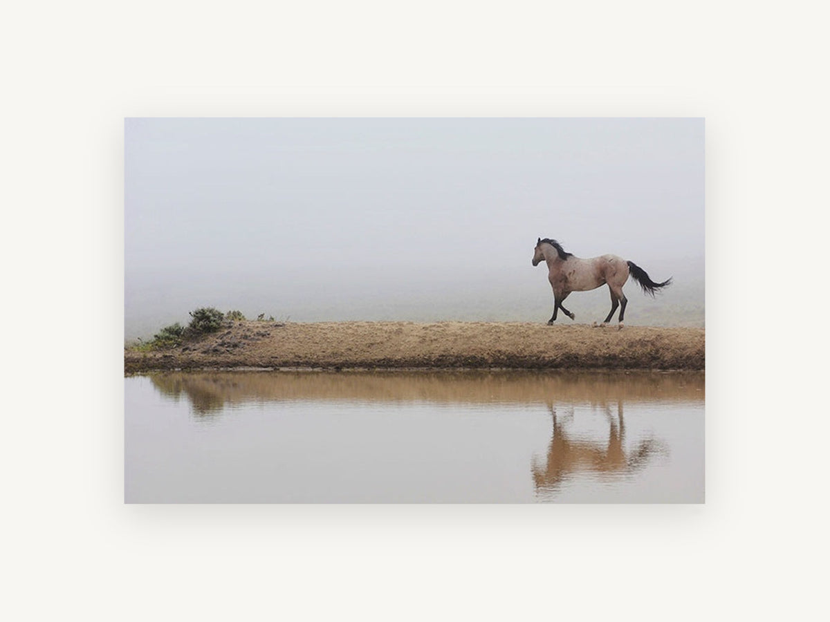 Horse in the Fog, roan horse misty waterhole photograph, landscape canvas wall art print, front view