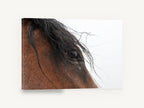 Windblown Forelock, close up horse eye photograph, animal canvas wall art print ready to hang
