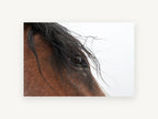 Windblown Forelock, close up horse eye photograph, animal canvas wall art print, front view
