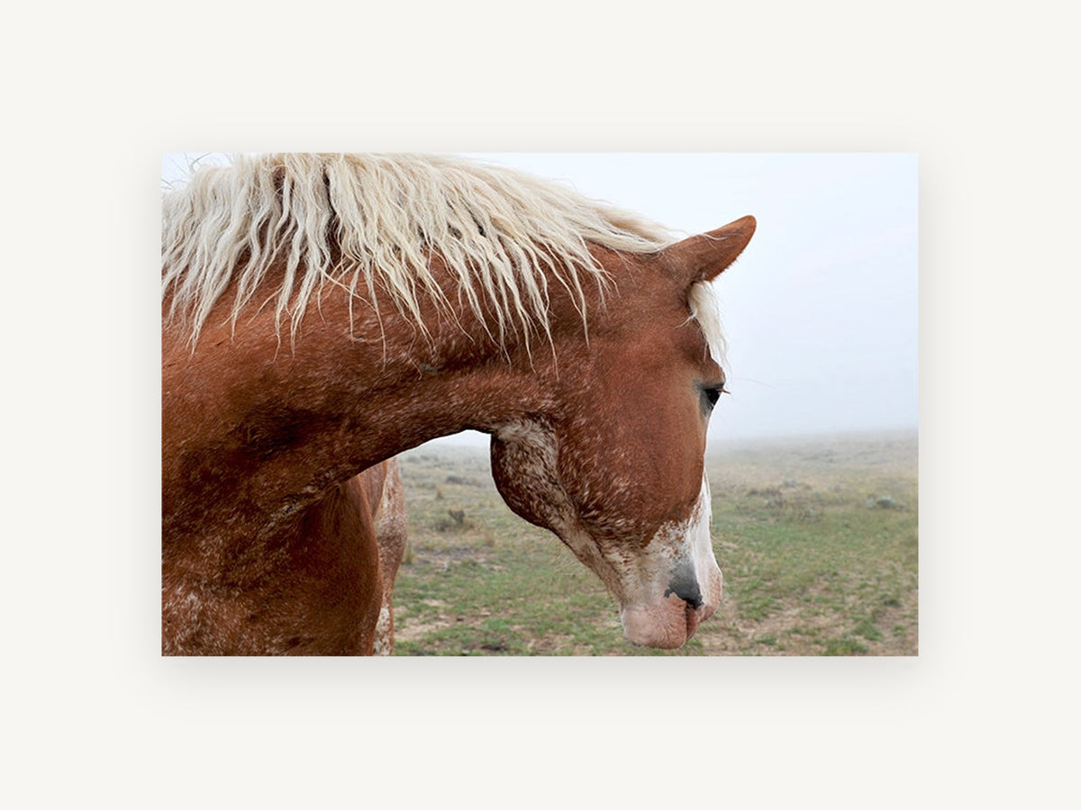 Chestnut Horse in Fog, chestnut horse misty field photograph, landscape canvas wall art print, front view