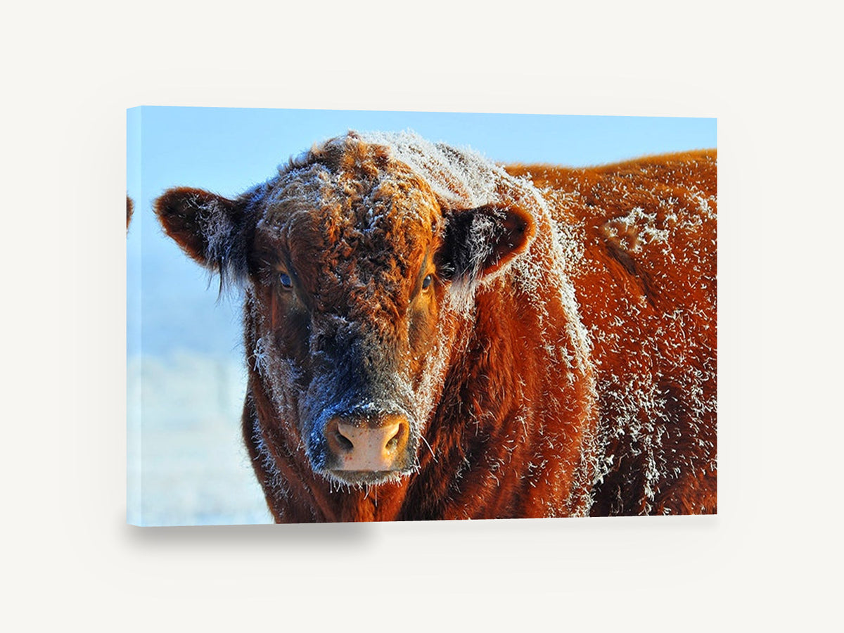 Frosted Red Bull, frosted red bull close-up photograph, animal canvas wall art print ready to hang