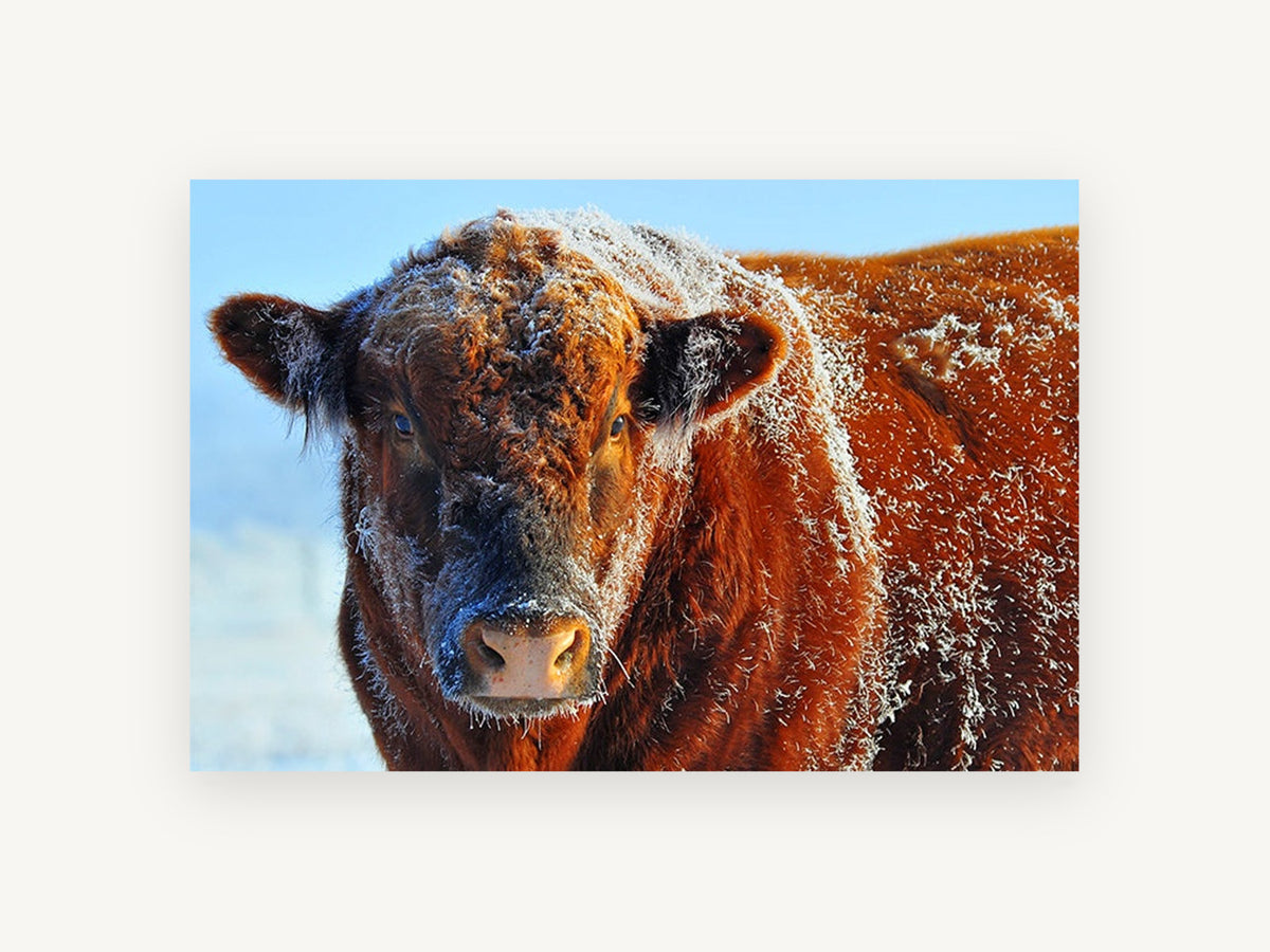 Frosted Red Bull, frosted red bull close-up photograph, animal canvas wall art print, front view