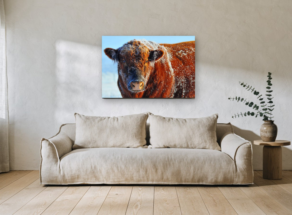 Frosted Red Bull animal canvas print on the wall of a living room