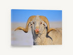 Curl Horn Ram, merino ram portrait photograph, animal canvas wall art print ready to hang