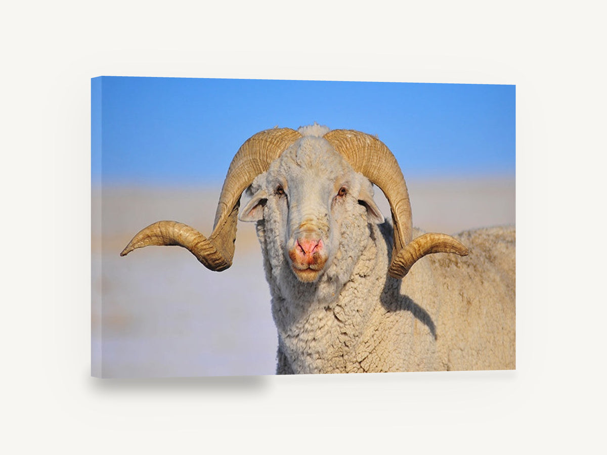 Curl Horn Ram, merino ram portrait photograph, animal canvas wall art print ready to hang