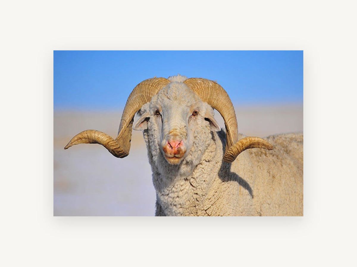 Curl Horn Ram, merino ram portrait photograph, animal canvas wall art print, front view