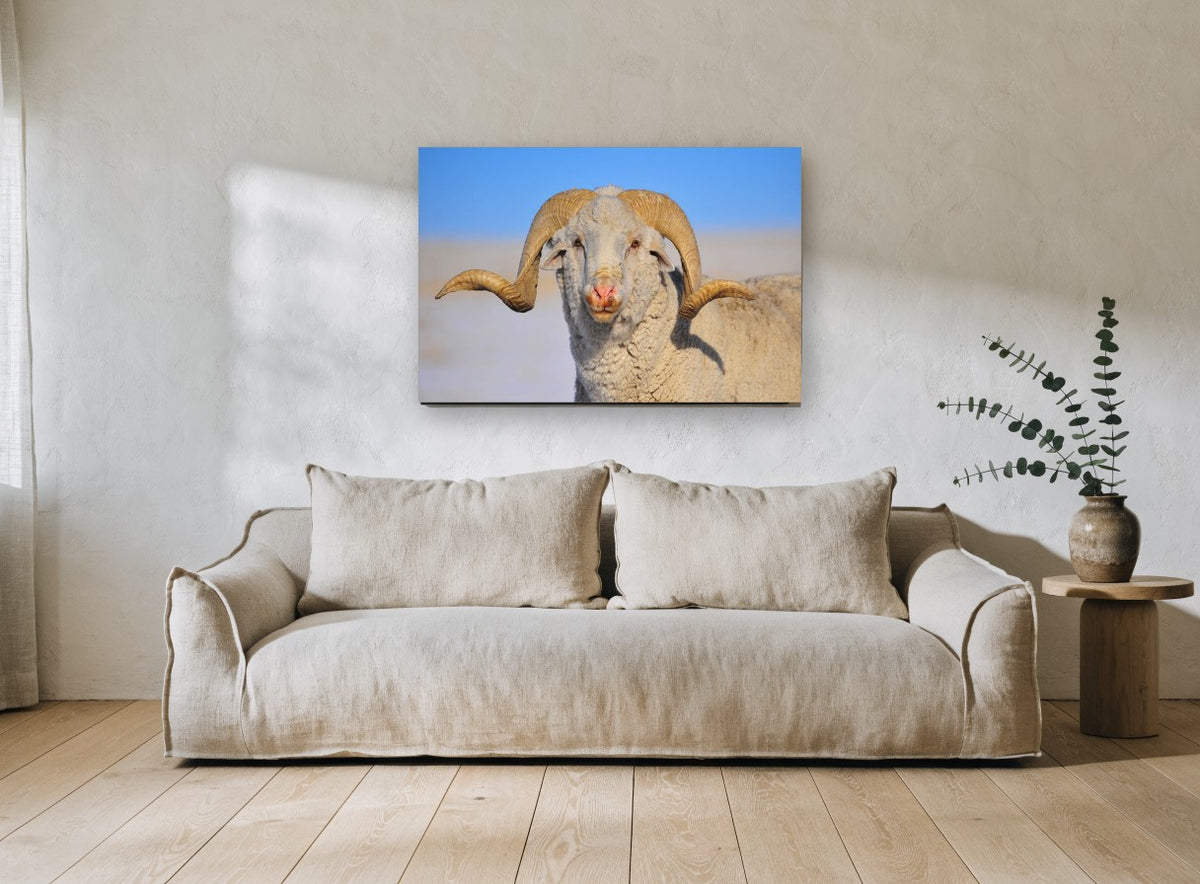 Curl Horn Ram animal canvas print on the wall of a living room