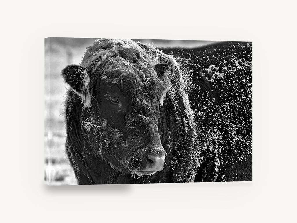 Frosted Bull Portrait, frost covered bull black and white photograph, animal canvas wall art print ready to hang