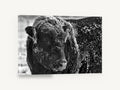 Frosted Bull Portrait, frost covered bull black and white photograph, animal canvas wall art print ready to hang
