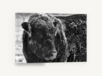 Frosted Bull Portrait, frost covered bull black and white photograph, animal canvas wall art print ready to hang