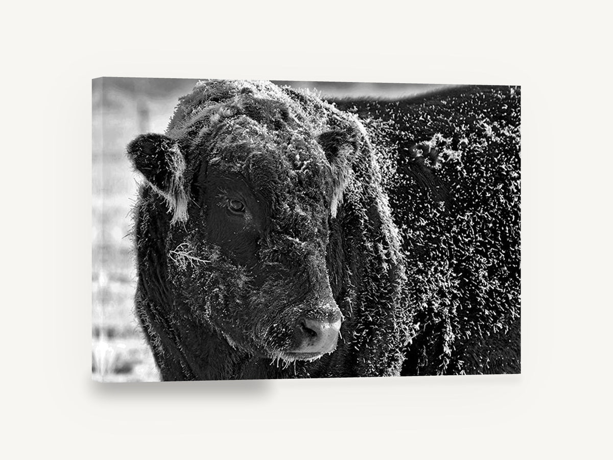 Frosted Bull Portrait, frost covered bull black and white photograph, animal canvas wall art print ready to hang