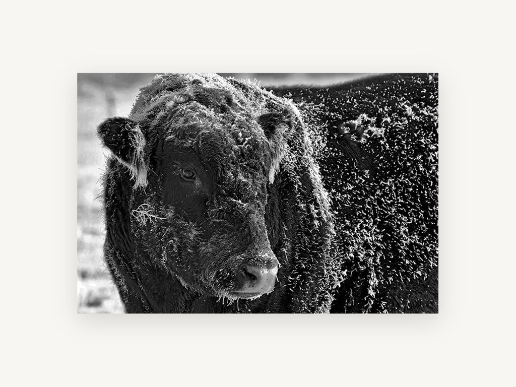 Frosted Bull Portrait, frost covered bull black and white photograph, animal canvas wall art print, front view
