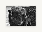Frosted Bull Portrait, frost covered bull black and white photograph, animal canvas wall art print, front view