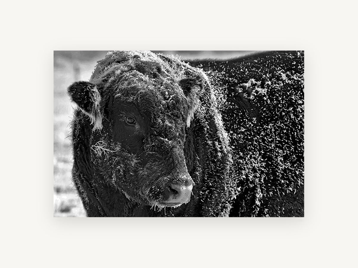 Frosted Bull Portrait, frost covered bull black and white photograph, animal canvas wall art print, front view