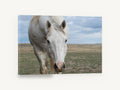 White Horse Plains, white horse open plains photograph, landscape canvas wall art print ready to hang