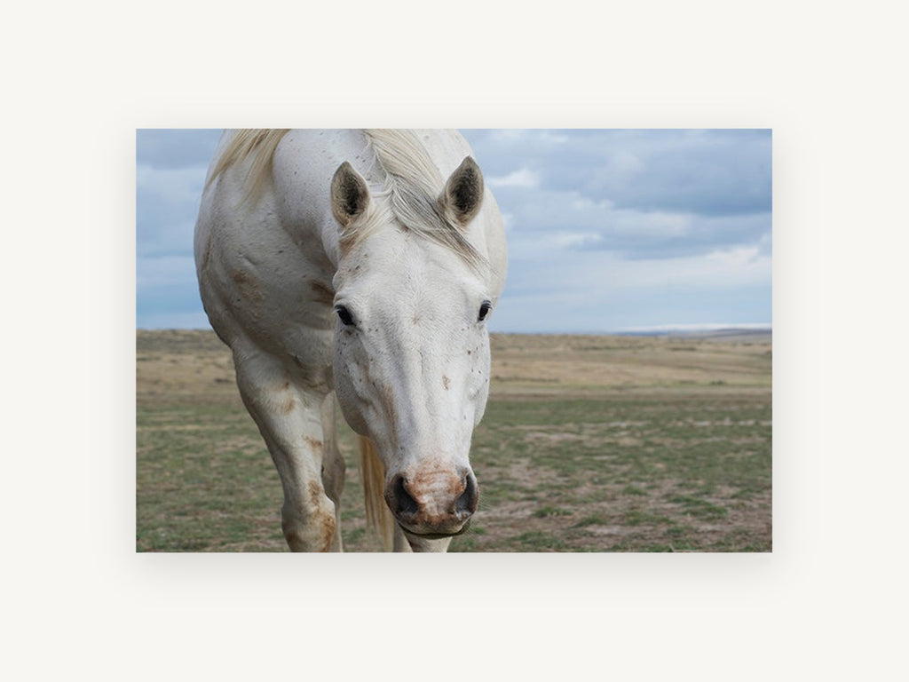 White Horse Plains, white horse open plains photograph, landscape canvas wall art print, front view