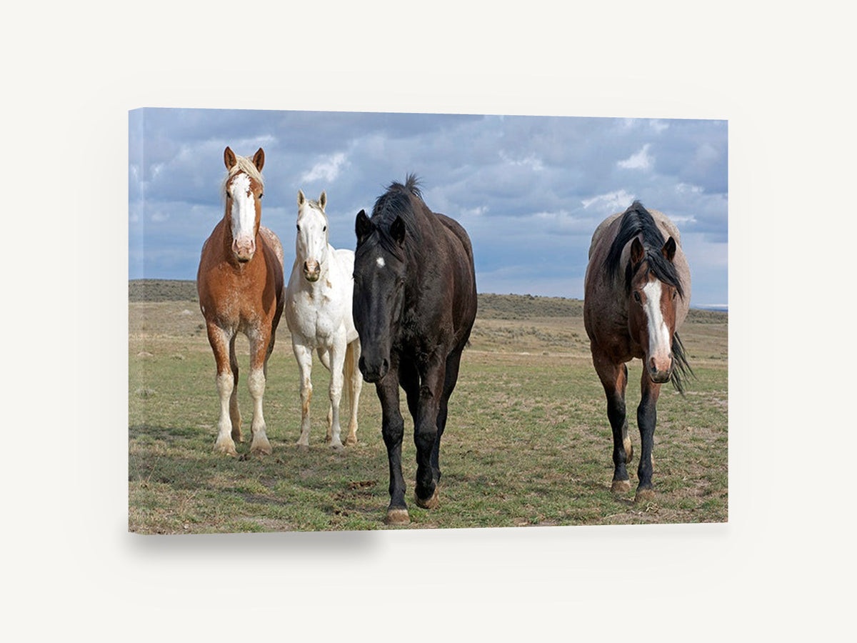 Four Across the Plain, four horses open plain photograph, landscape canvas wall art print ready to hang