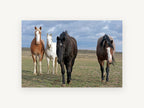 Four Across the Plain, four horses open plain photograph, landscape canvas wall art print, front view