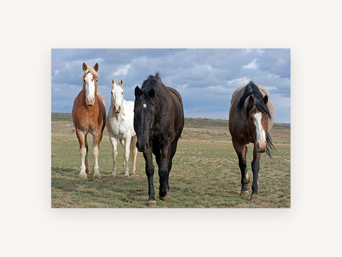 Four Across the Plain, four horses open plain photograph, landscape canvas wall art print, front view