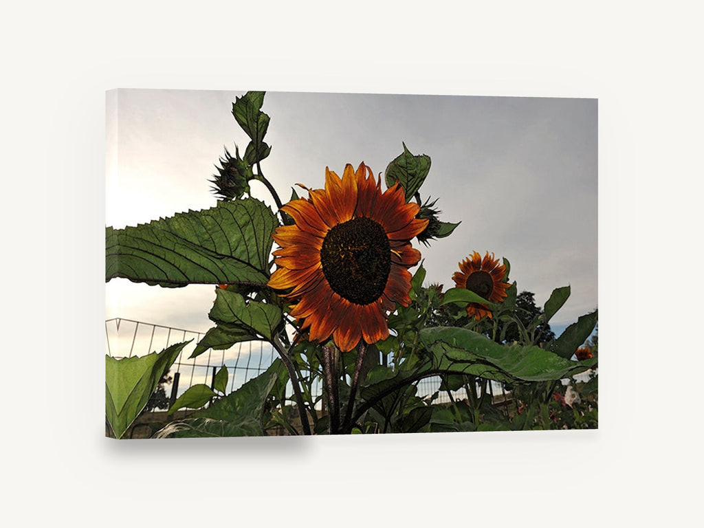 Rust Sunflower at Dusk, rust orange sunflower photograph dusk, floral canvas wall art print ready to hang