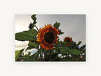 Rust Sunflower at Dusk, floral canvas wall art print, front view
