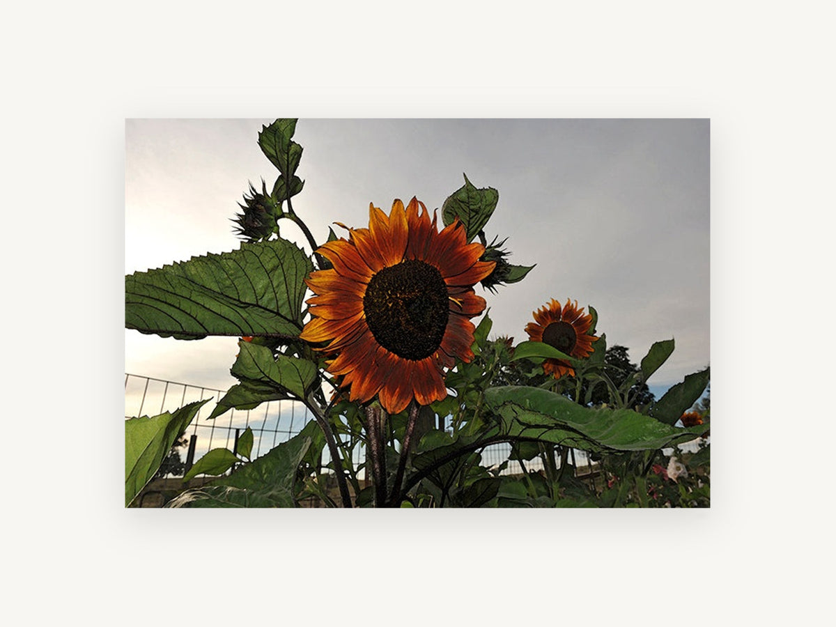 Rust Sunflower at Dusk, floral canvas wall art print, front view